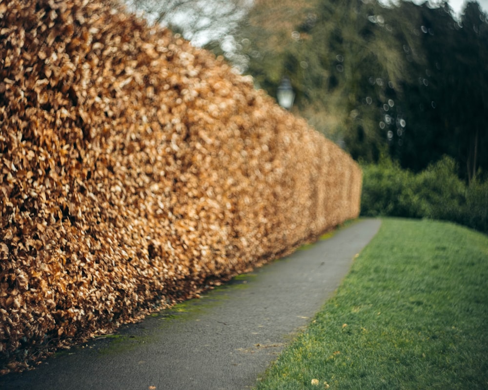 a hedge along a path in a park