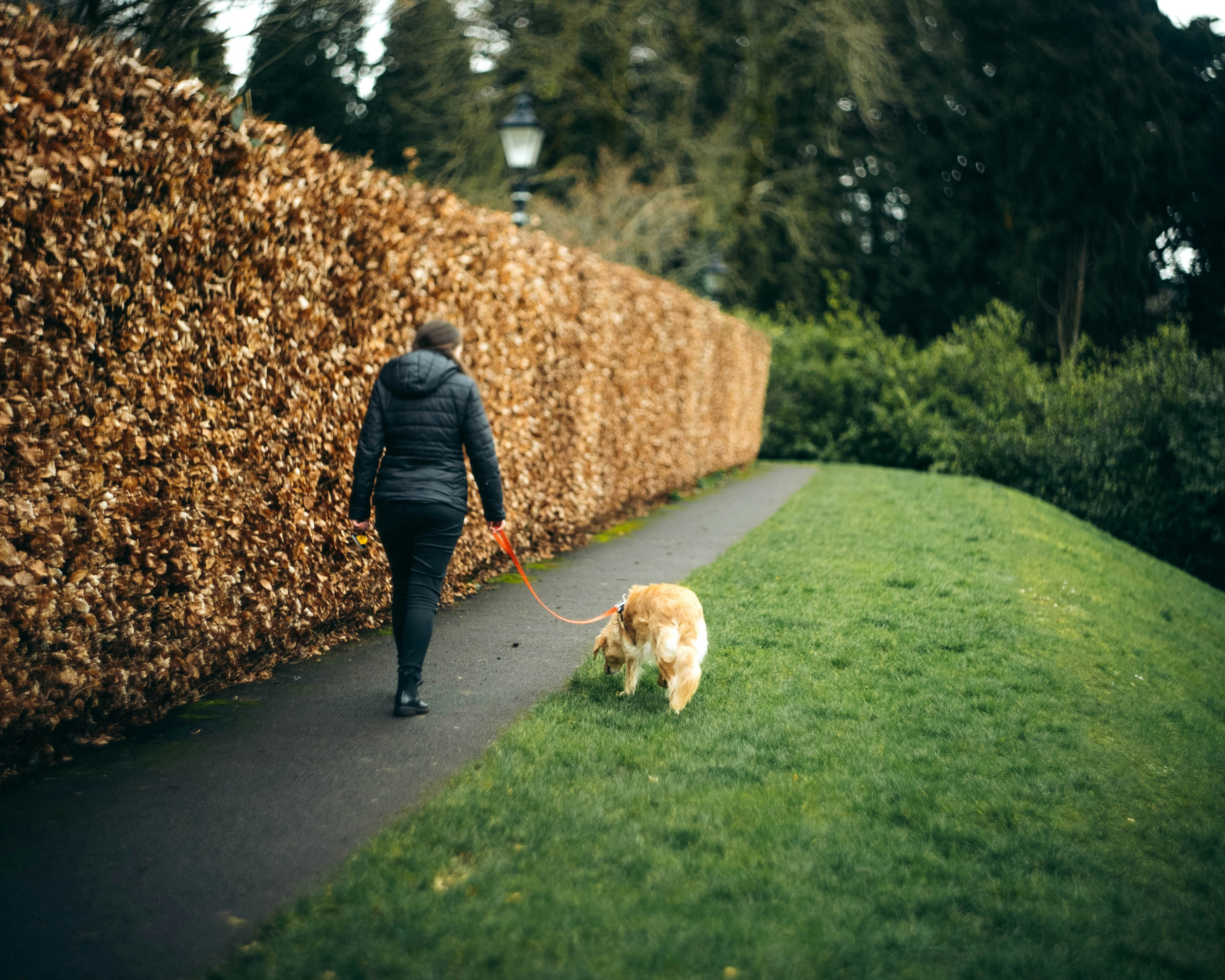 a person walking a dog on a leash