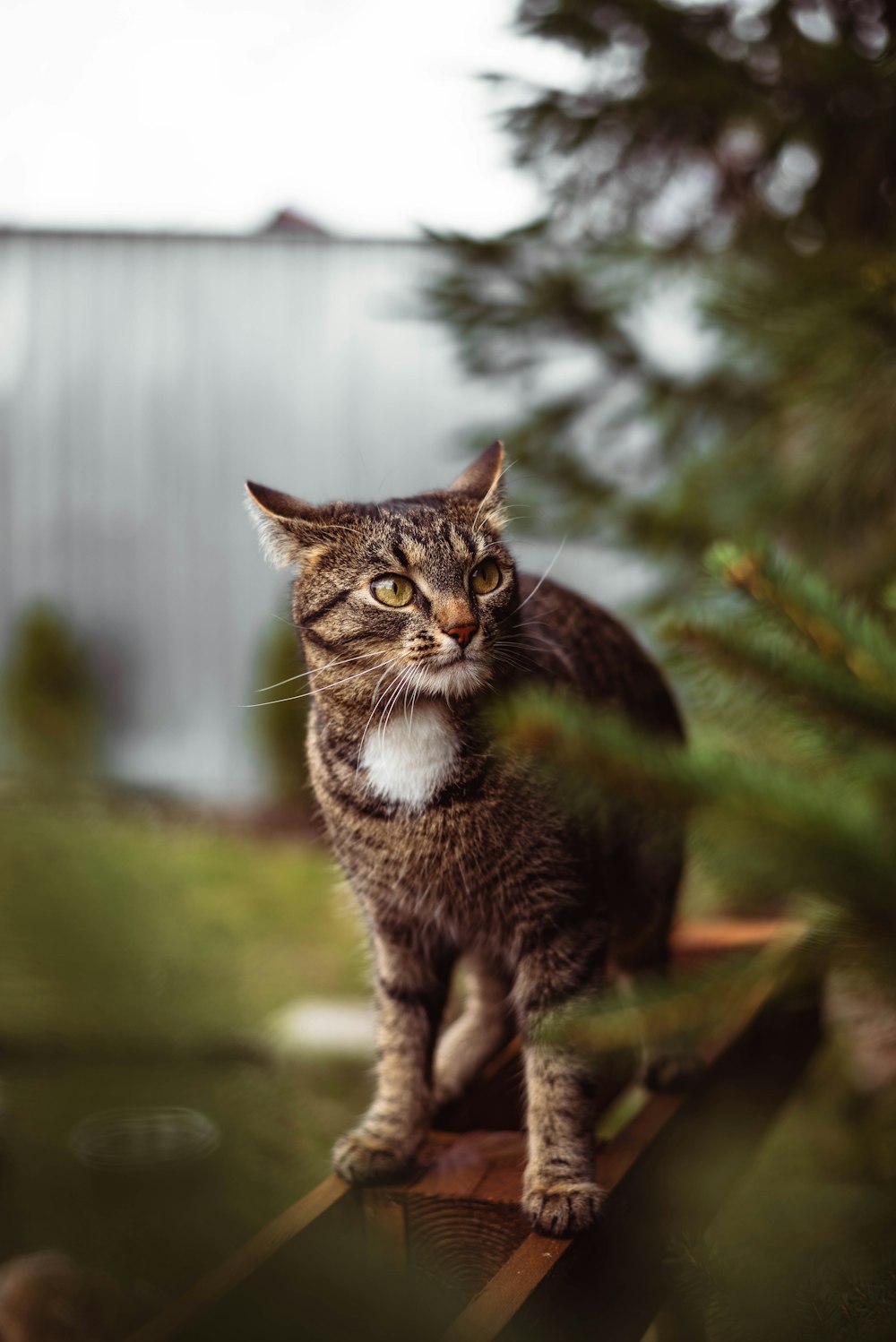 a cat is standing on a piece of wood