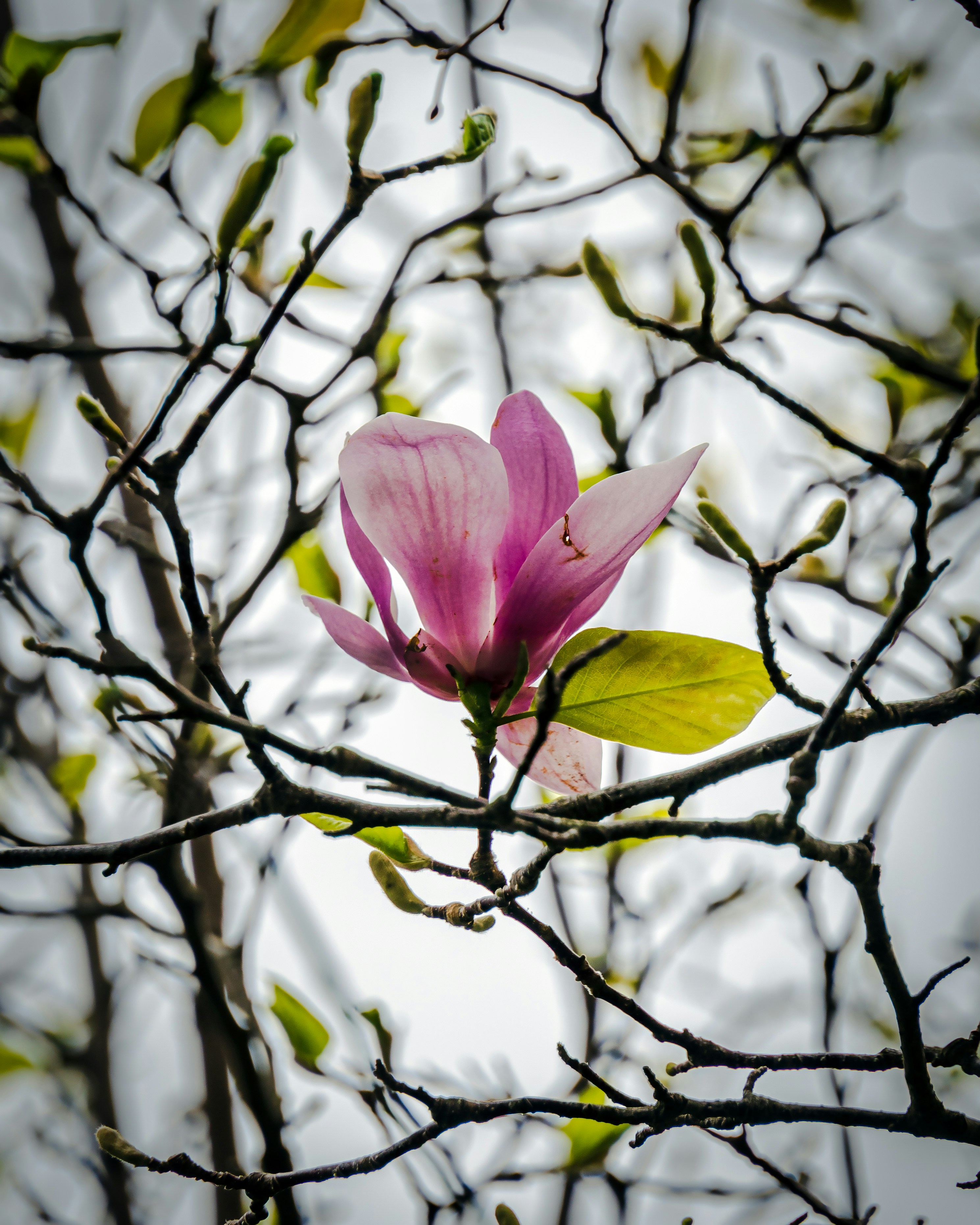 Photo by mattvahlephoto