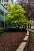 A vibrant green tree stands out in an urban setting next to a building with large reflective windows. The scene also includes bare branches of other trees, and a neat landscape with mulched ground and a curving concrete ledge lining the pathway.