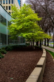 A vibrant green tree stands out in an urban setting next to a building with large reflective windows. The scene also includes bare branches of other trees, and a neat landscape with mulched ground and a curving concrete ledge lining the pathway.