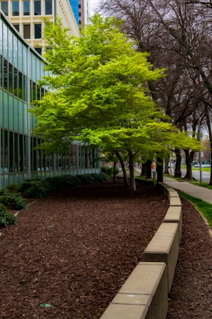 A vibrant green tree stands out in an urban setting next to a building with large reflective windows. The scene also includes bare branches of other trees, and a neat landscape with mulched ground and a curving concrete ledge lining the pathway.