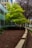 A vibrant green tree stands out in an urban setting next to a building with large reflective windows. The scene also includes bare branches of other trees, and a neat landscape with mulched ground and a curving concrete ledge lining the pathway.