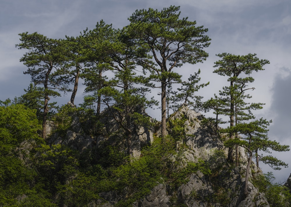 a group of trees sitting on top of a lush green hillside