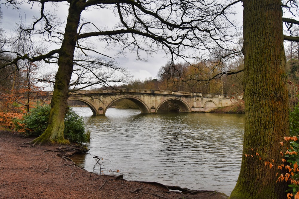 a bridge over a body of water surrounded by trees