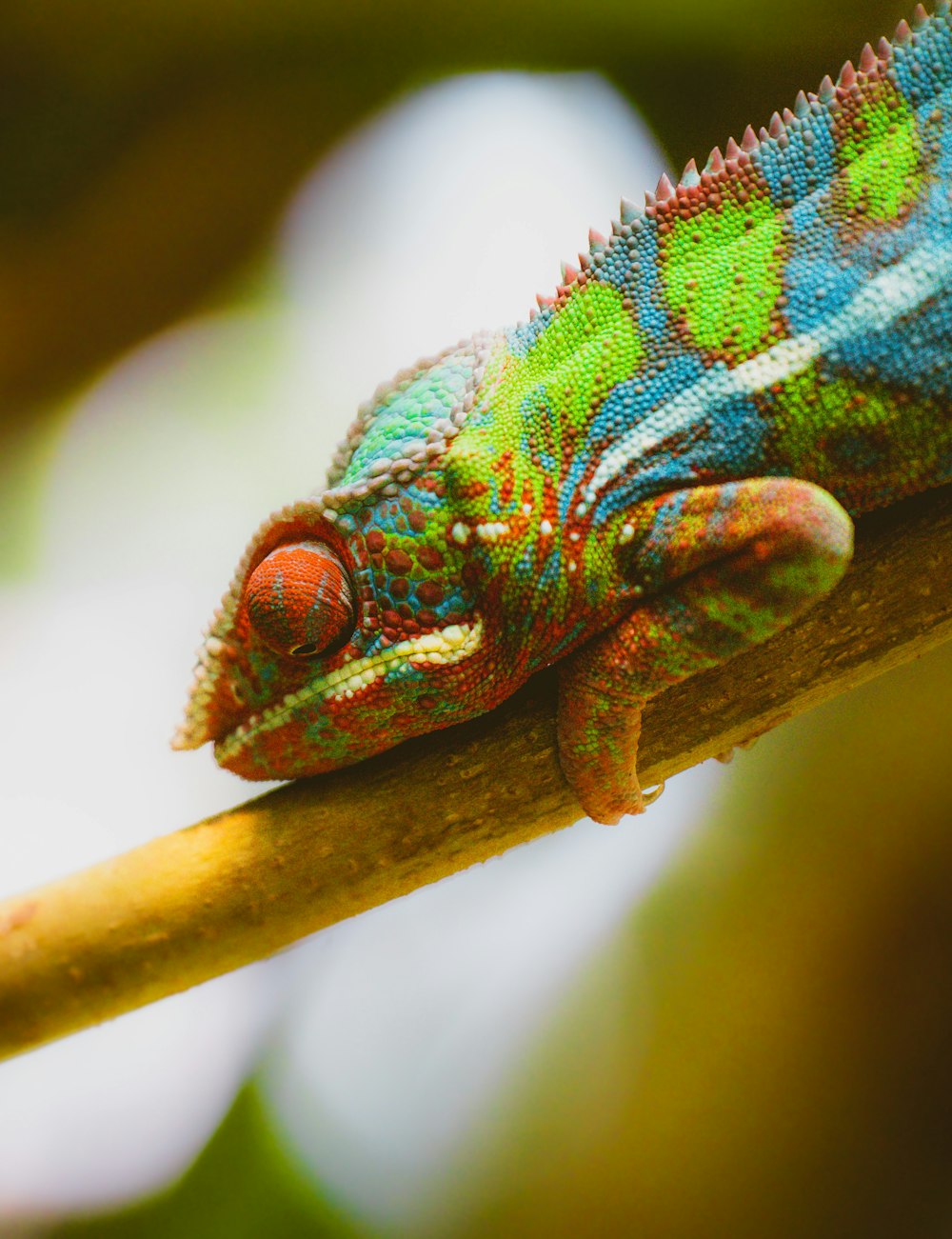 a colorful chamelon is sitting on a branch