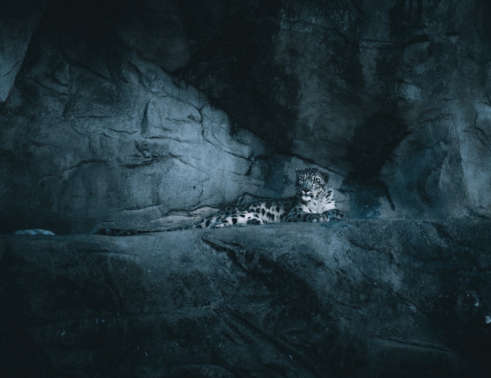 a leopard laying on a rock in a cave
