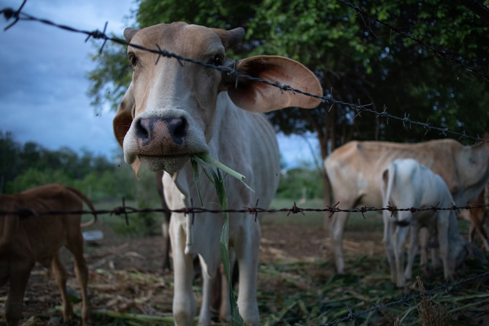 a cow eating grass behind a barbed wire fence