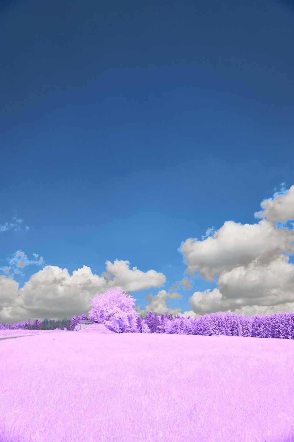 a purple field with trees and clouds in the background