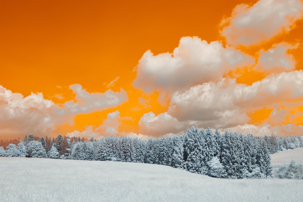 a snow covered field with trees under a cloudy sky