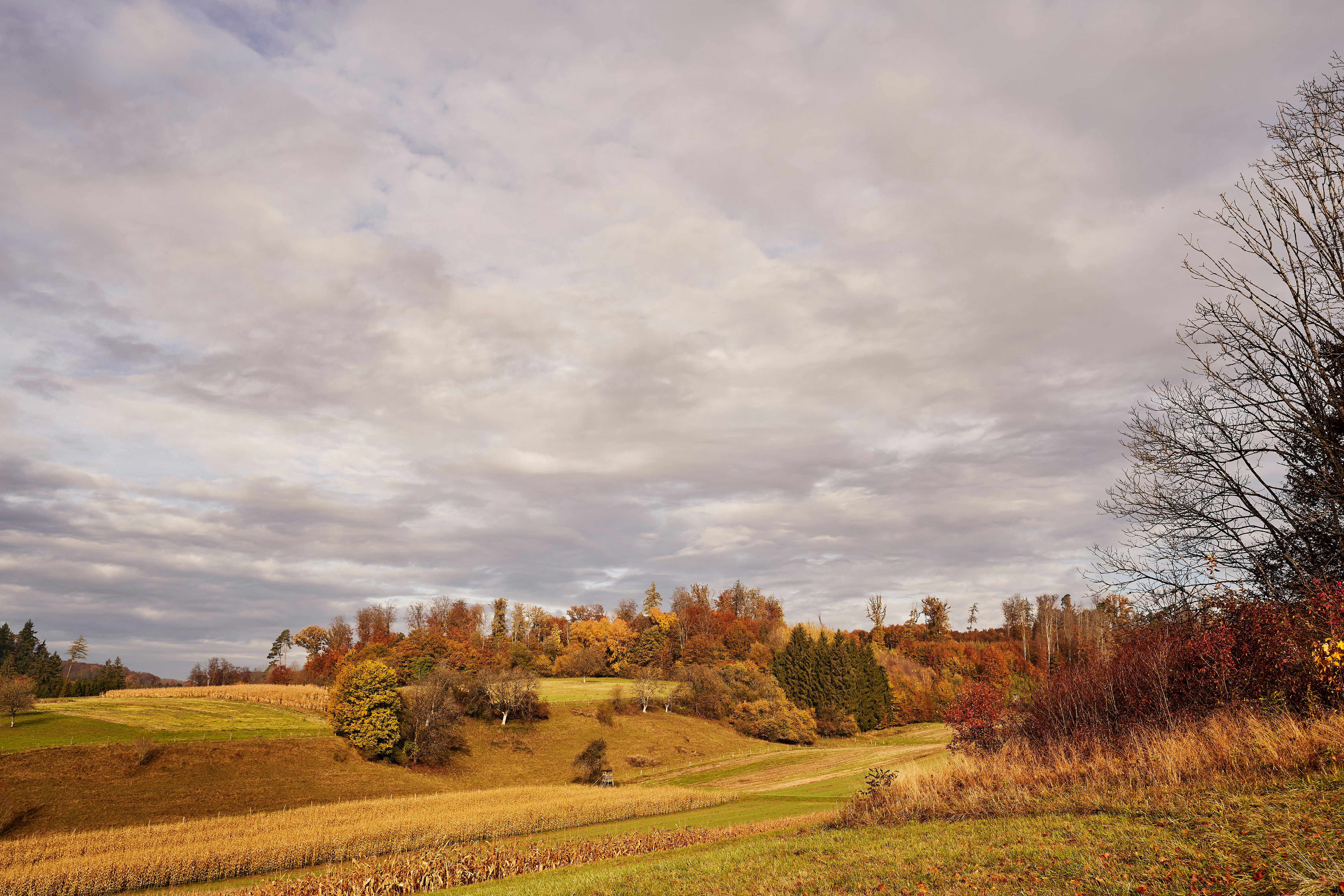 Photo by wolfgang_hasselmann