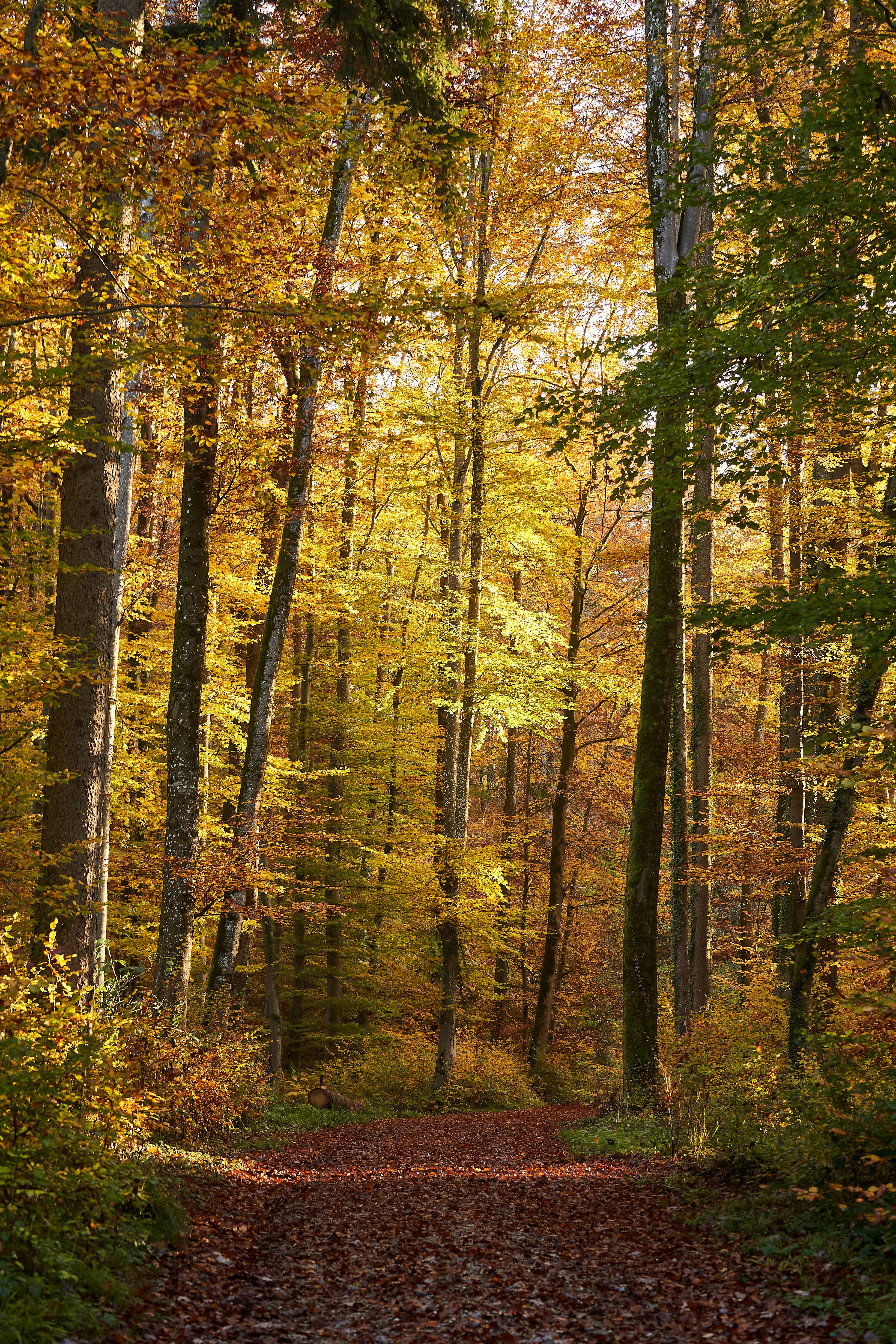 Photo by wolfgang_hasselmann