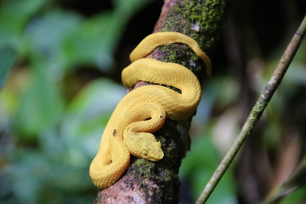 a yellow snake is on a tree branch