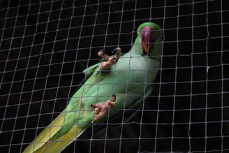 a green parrot sitting on top of a cage