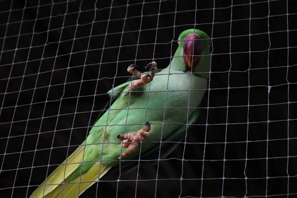 a green parrot sitting on top of a cage