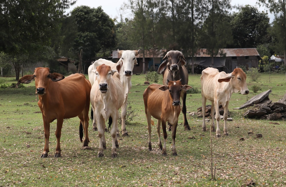 a herd of cattle standing on top of a grass covered field