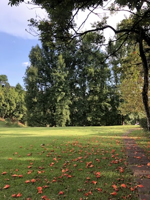 A modern backyard featuring a smooth natural lawn bordered by orange flowers.