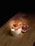 A glass filled with white yogurt topped with fresh strawberries is placed on a wooden surface. Beside the glass, a small white dish holds several whole strawberries. The scene is illuminated with soft lighting, creating a cozy and inviting atmosphere.