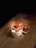 A glass filled with white yogurt topped with fresh strawberries is placed on a wooden surface. Beside the glass, a small white dish holds several whole strawberries. The scene is illuminated with soft lighting, creating a cozy and inviting atmosphere.