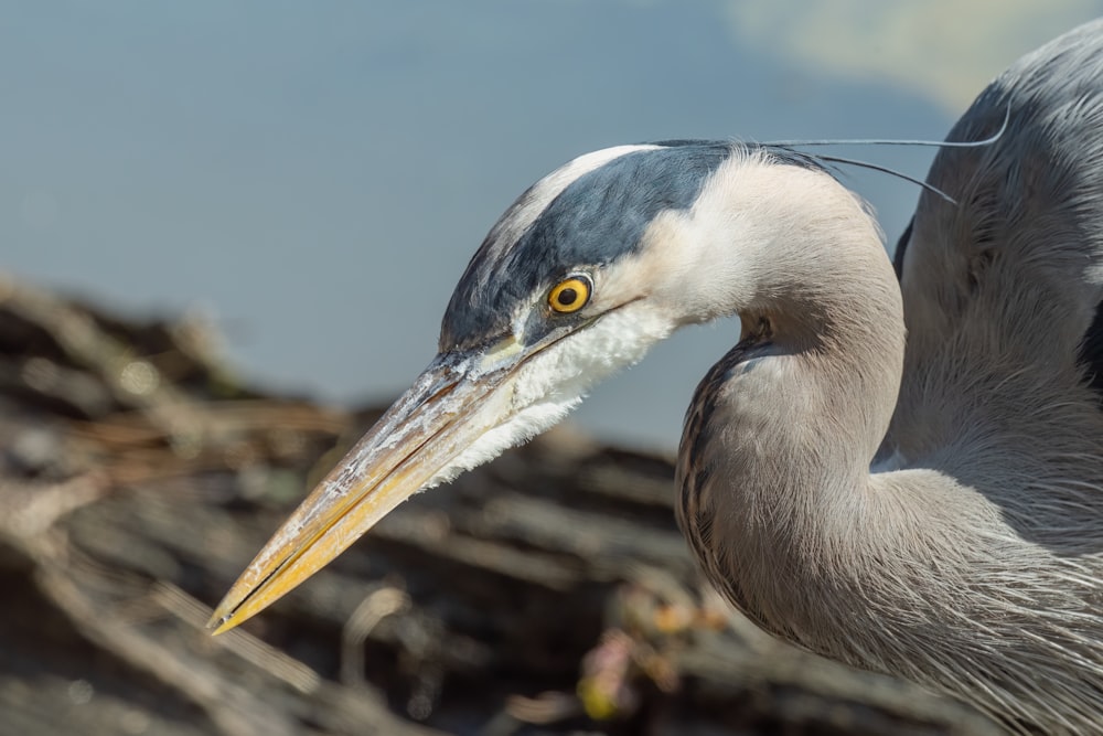 a close up of a bird with a long beak