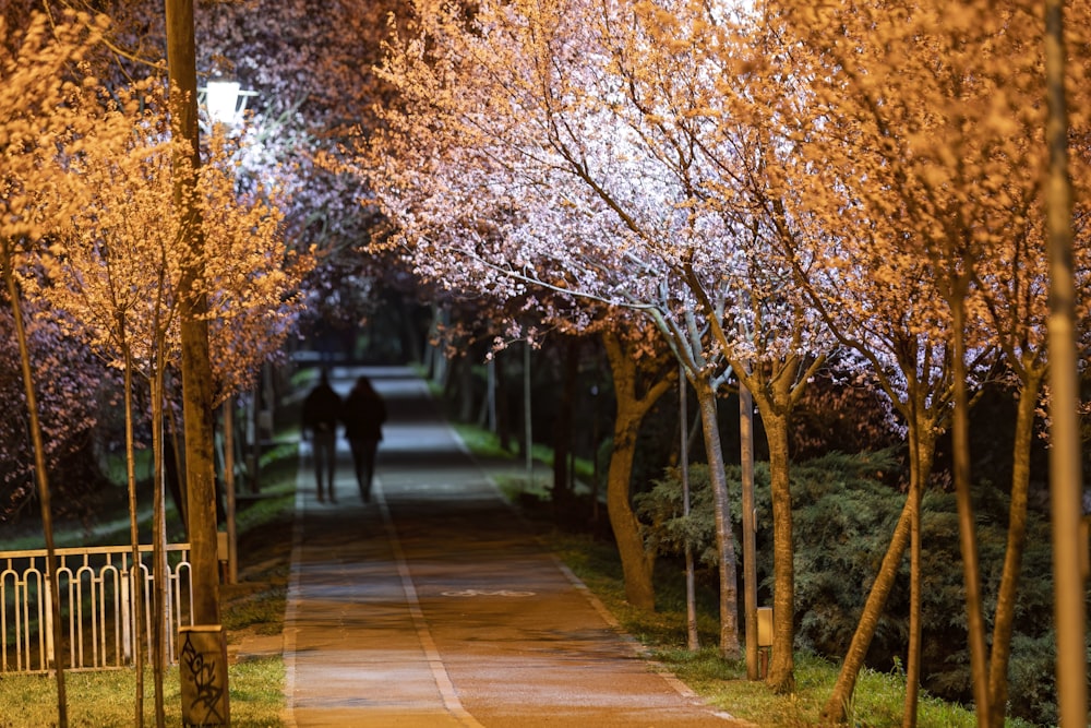 a couple of people walking down a tree lined road