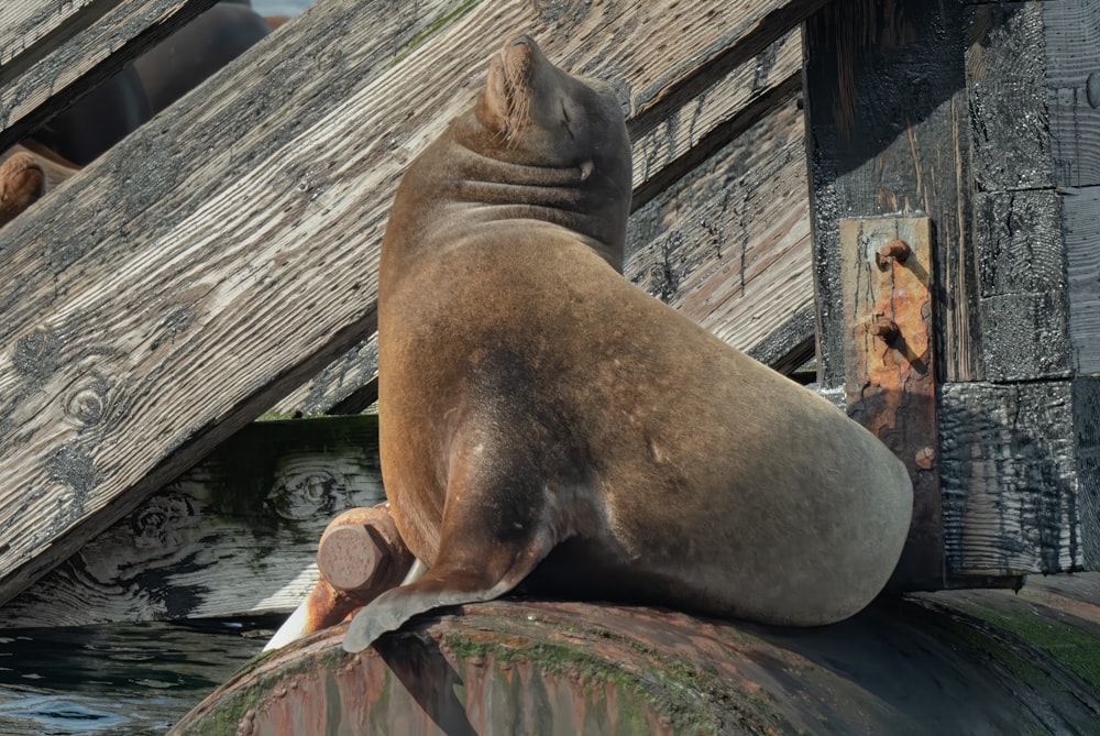a seal sitting on top of a wooden structure