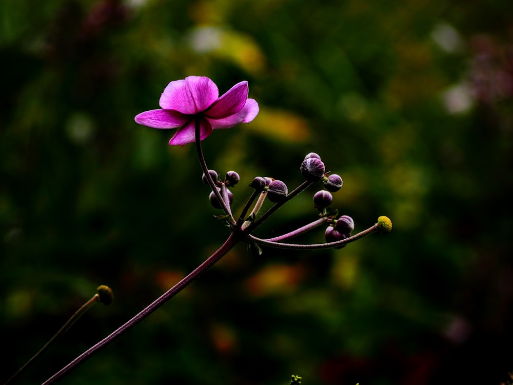 a single purple flower with a blurry background