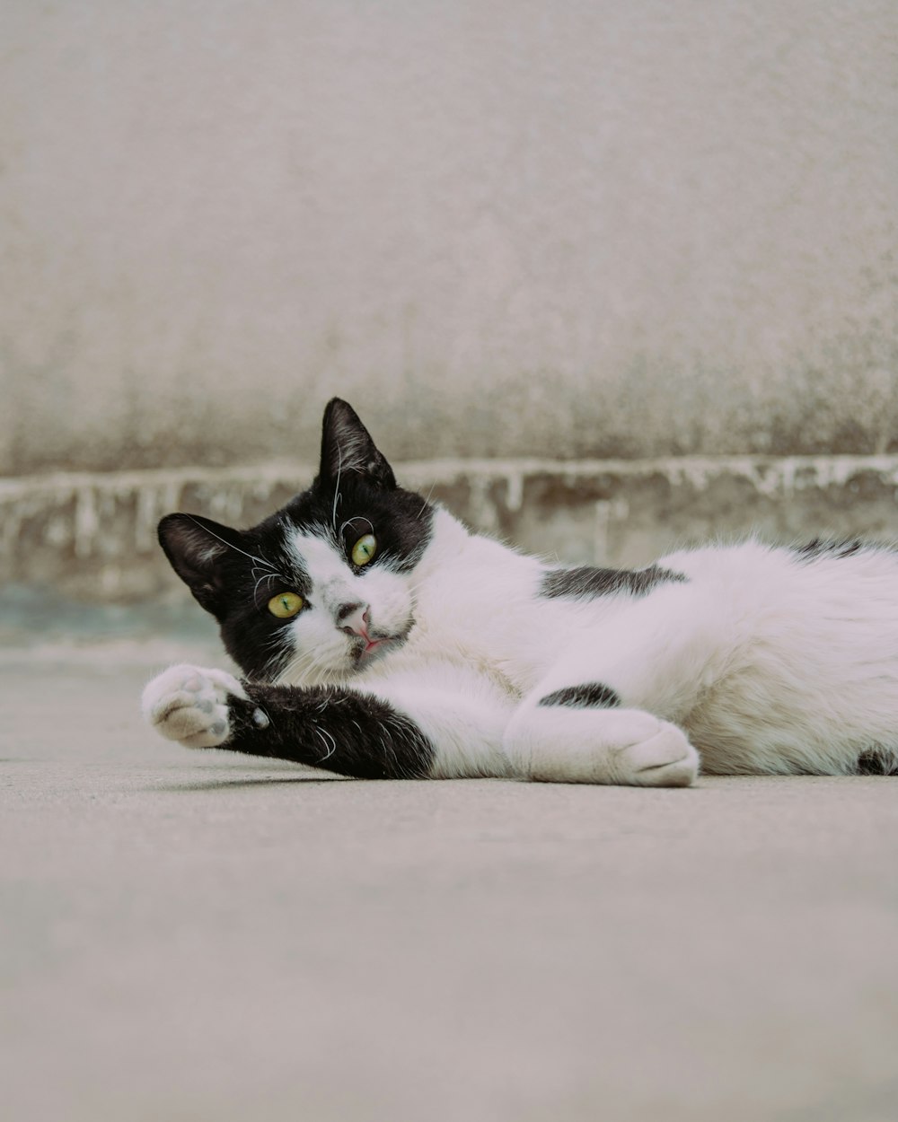 a black and white cat laying on the ground