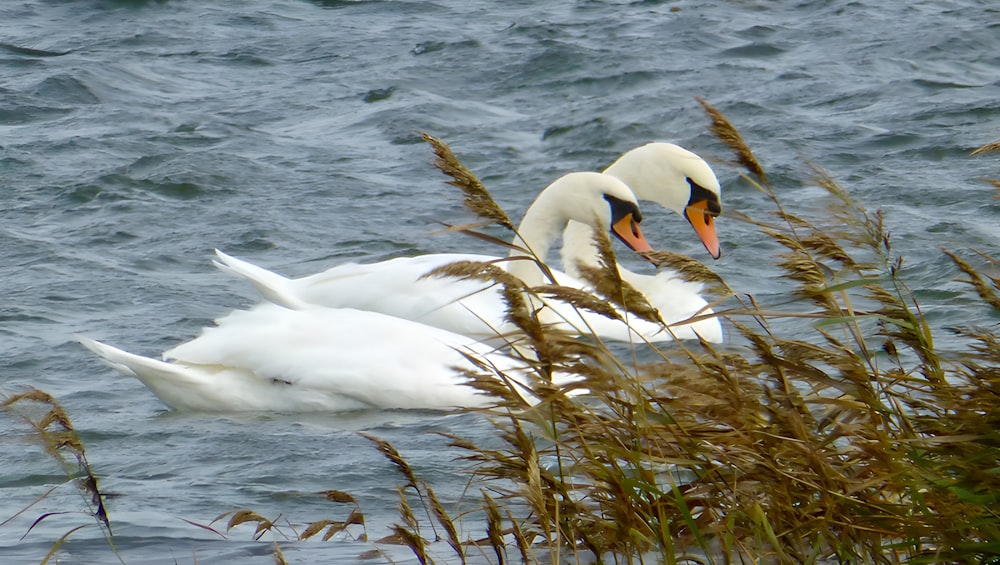 two white swans swimming in a body of water