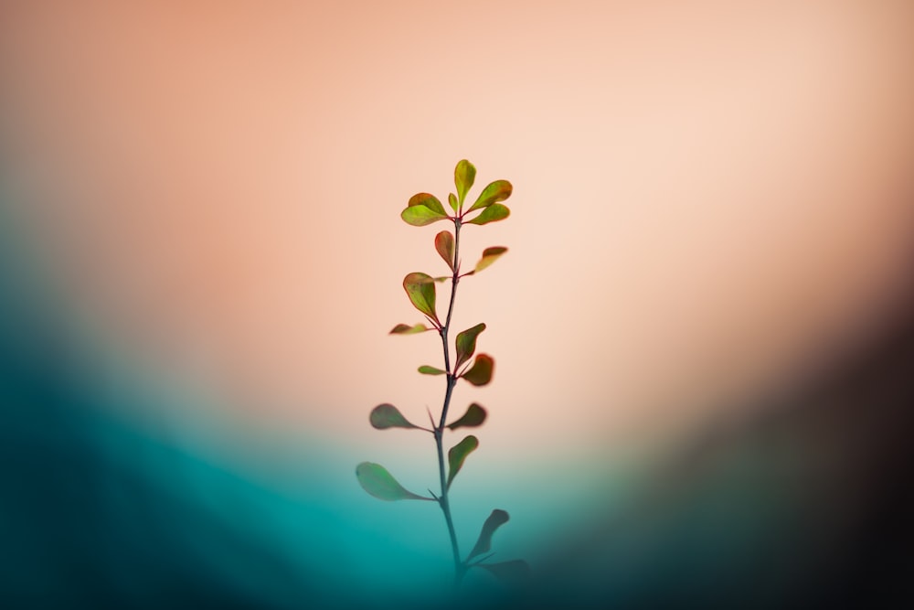 a plant with green leaves on a blurry background