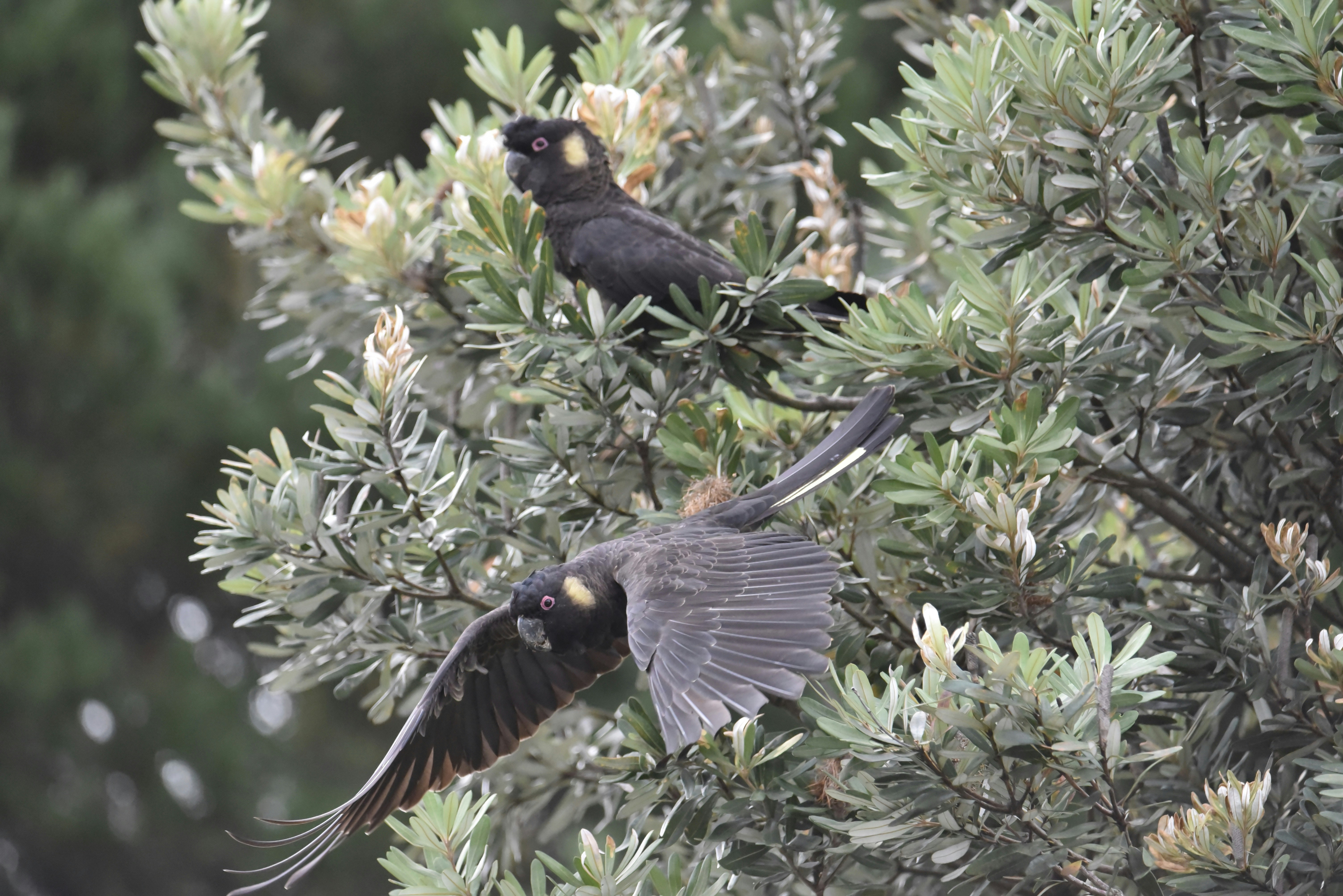 큰 새가 날아다니는 꿈의 의미와 다양한 해석