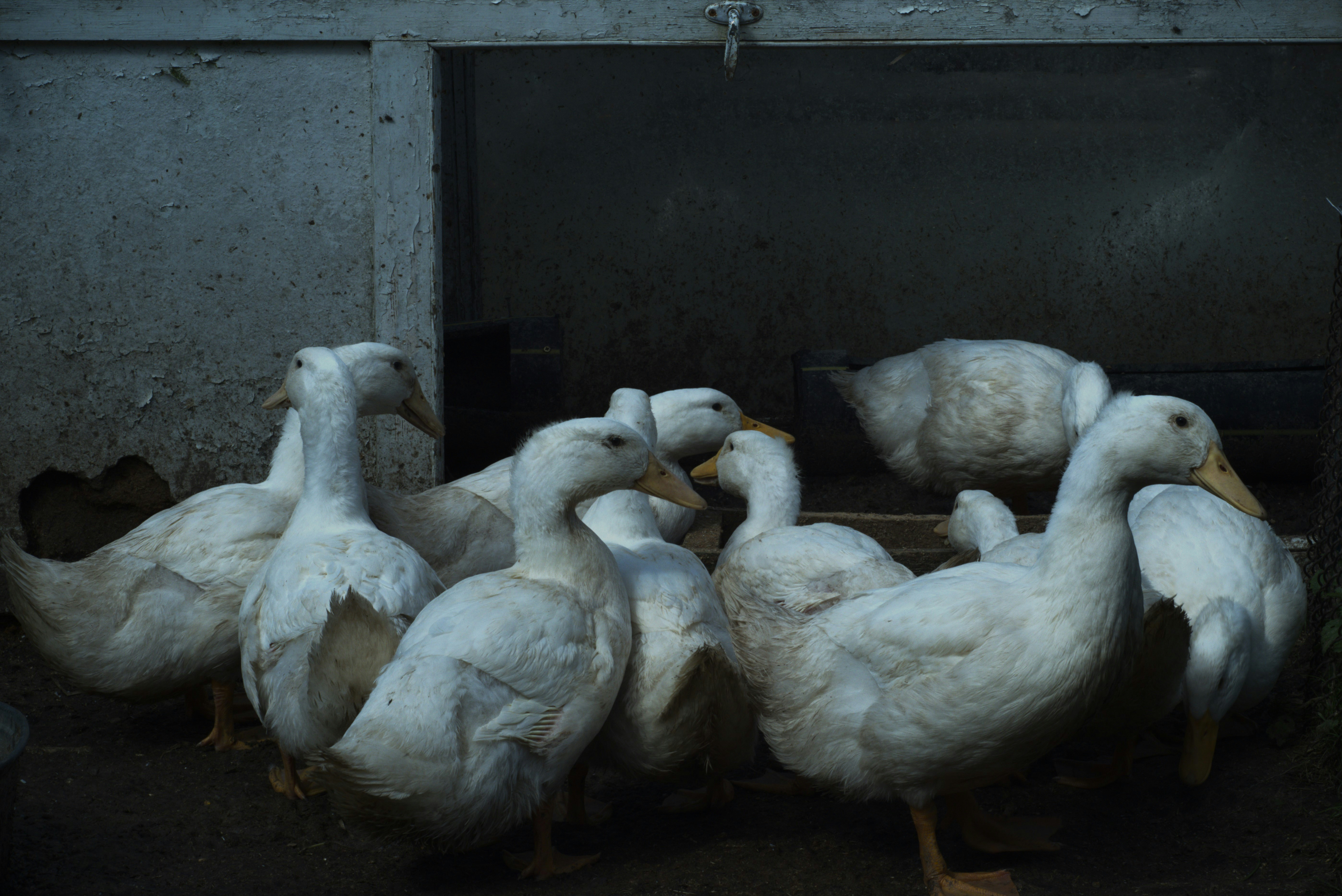 a group of white ducks standing next to each other