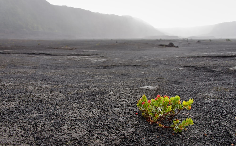 a small plant sprouts out of the ground