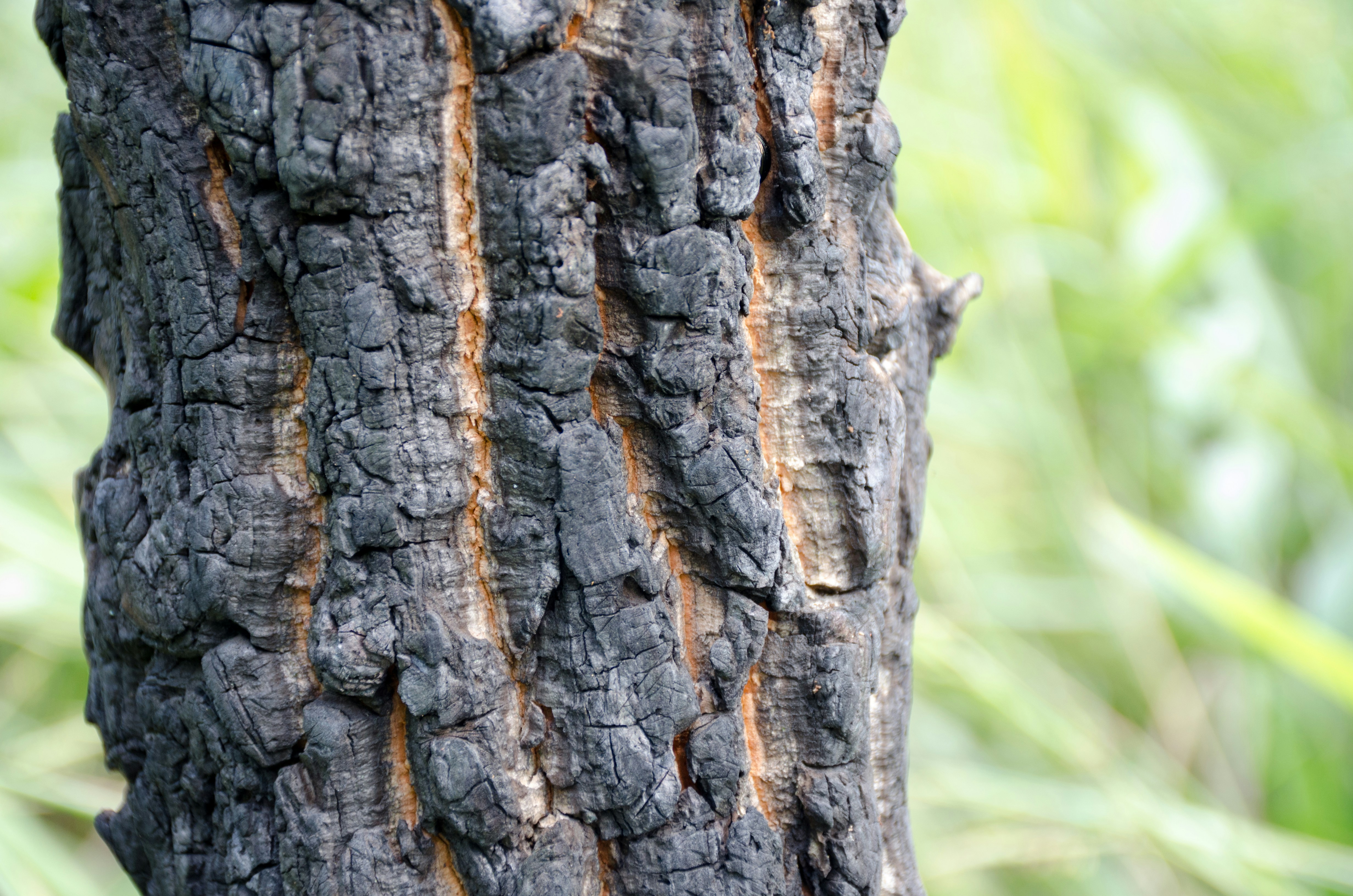 Alexander Shenkin: Alexander Shenkin: a close up of the bark of a tree