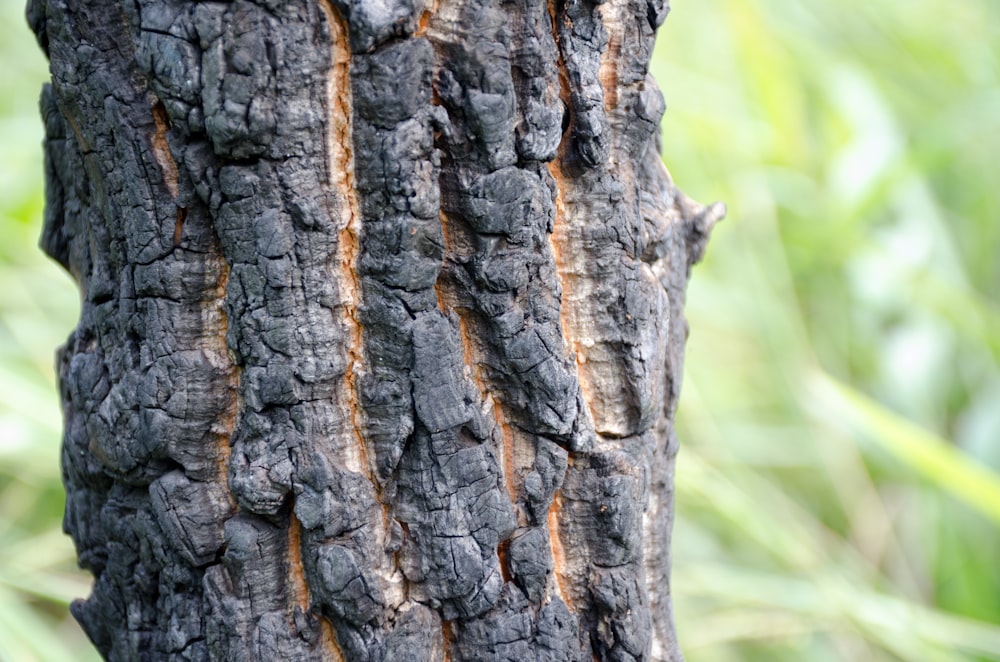 un gros plan de l’écorce d’un arbre