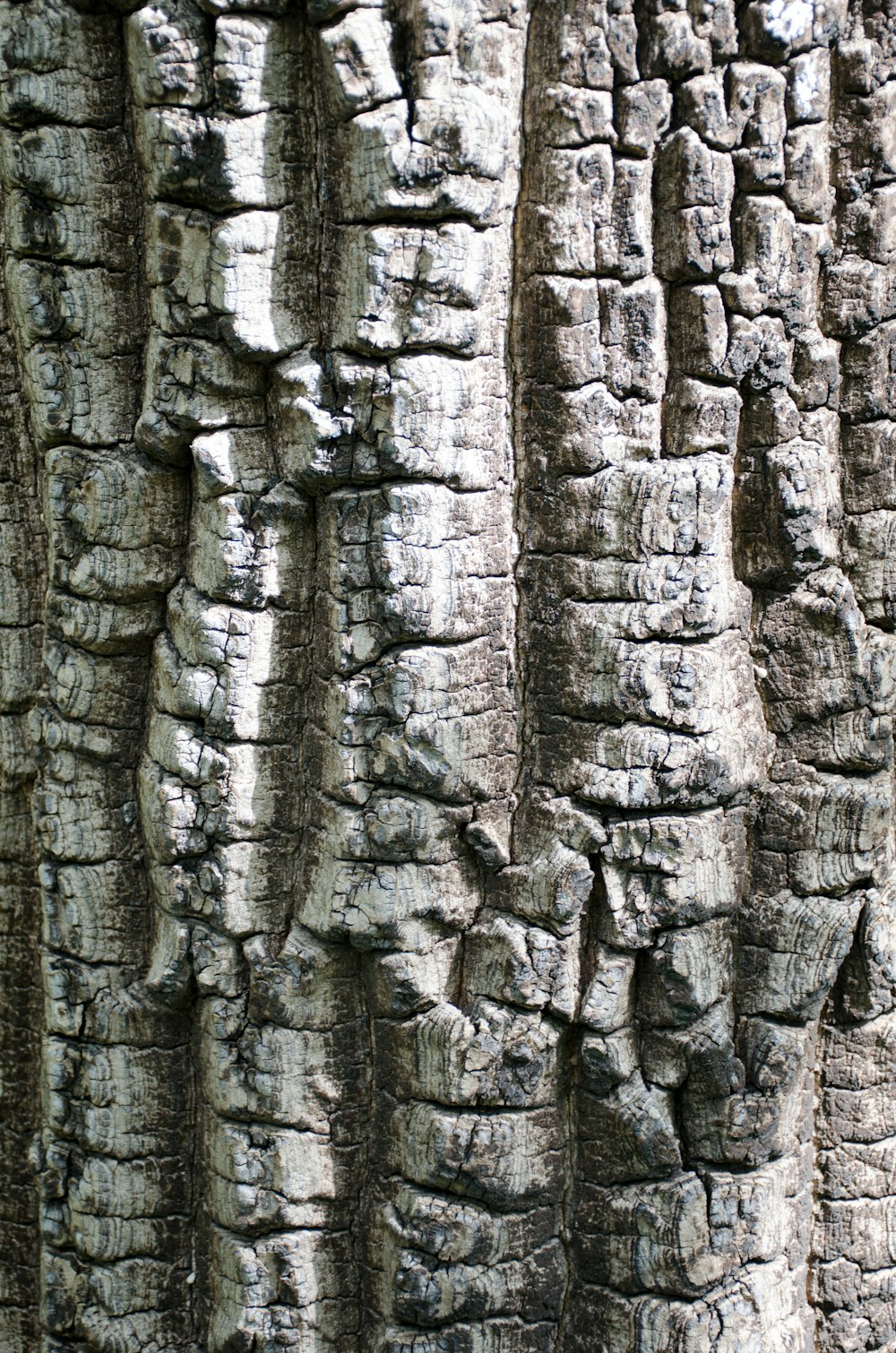 a close up of a tree trunk with a lot of bark