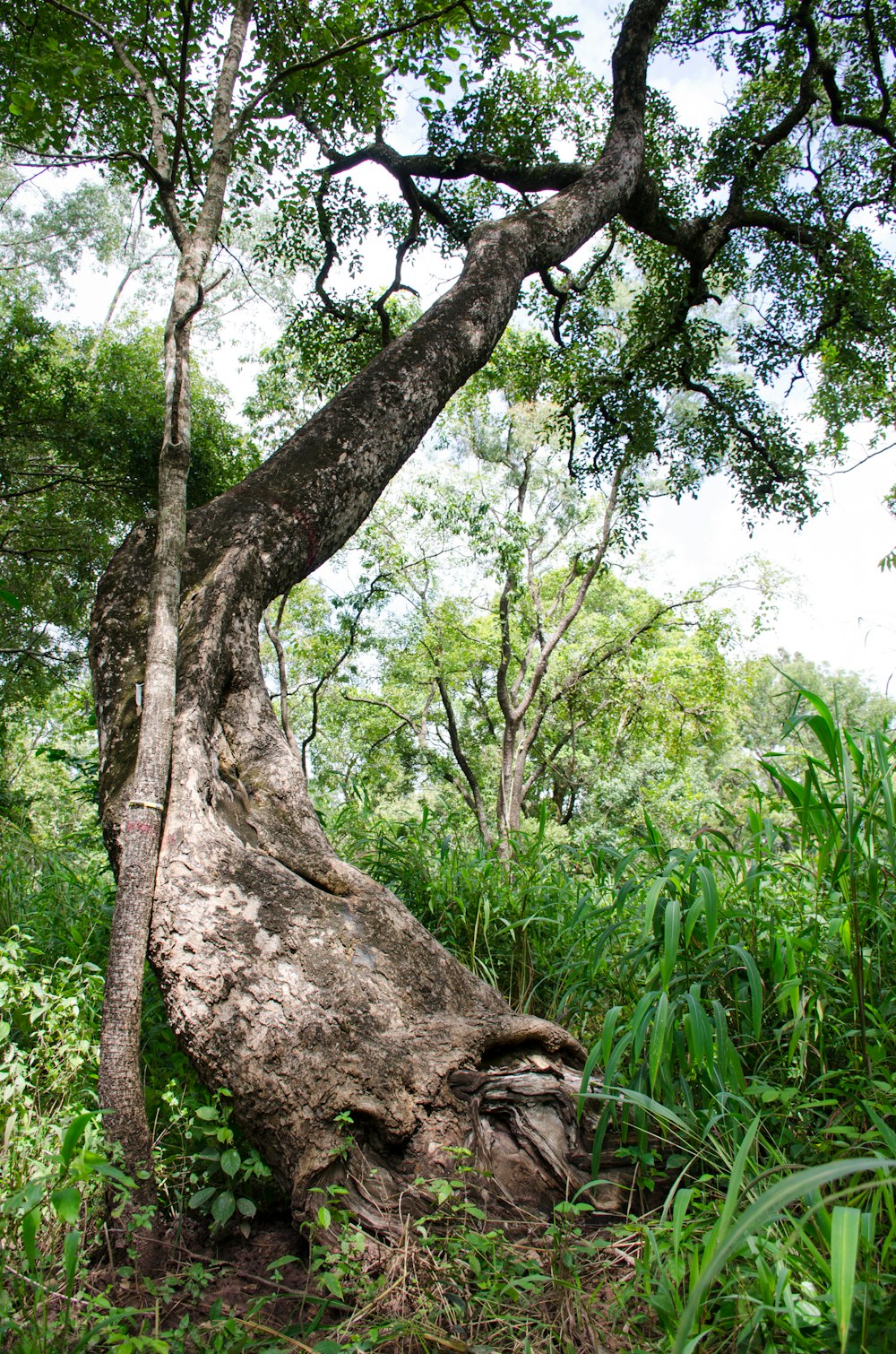 un grand arbre qui se trouve au milieu d’une forêt