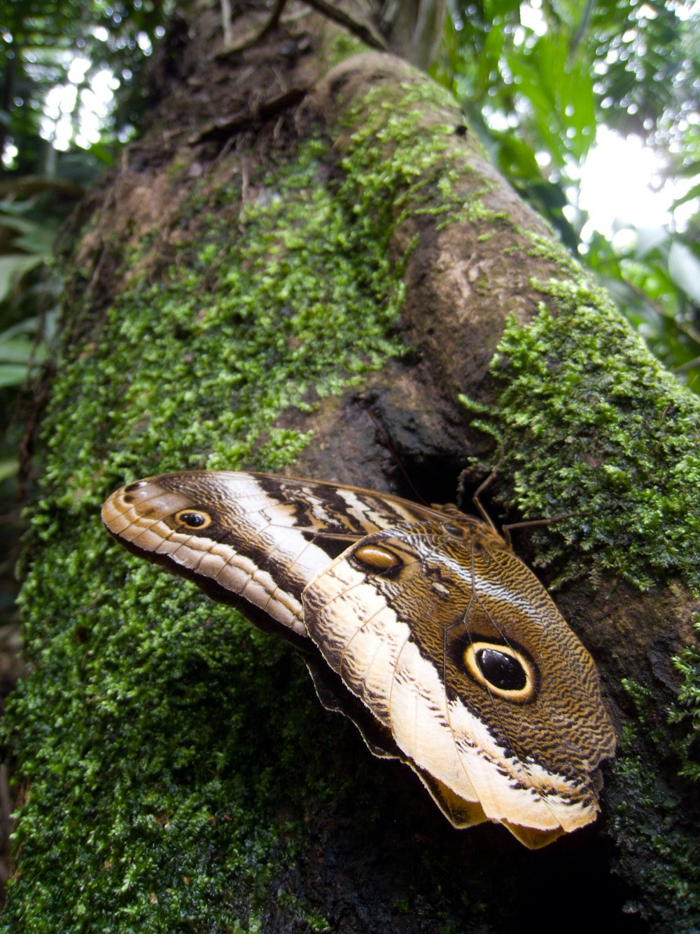 a large butterfly sitting on top of a moss covered tree