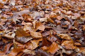 A detailed shot of autumn leaves layered on the forest floor