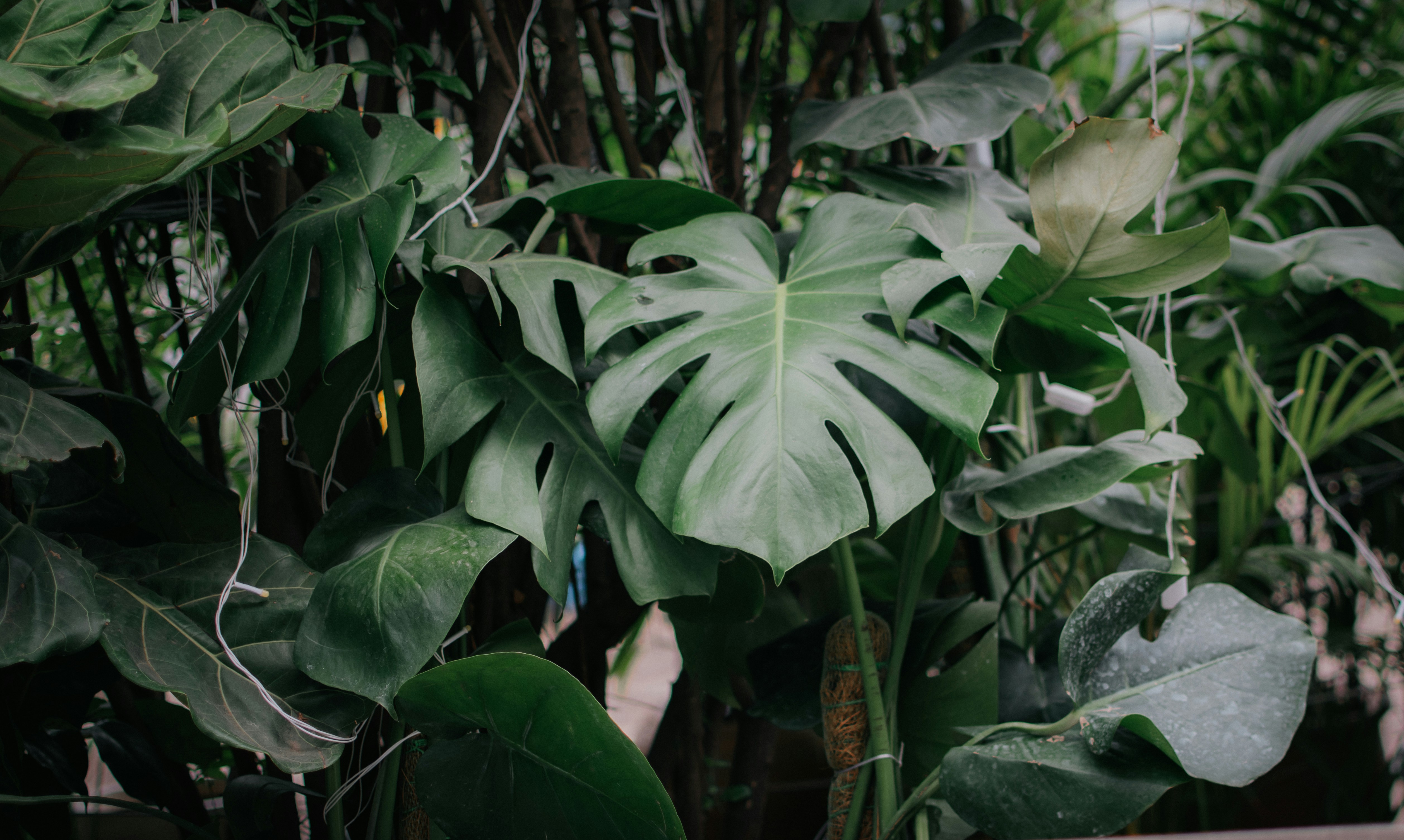 Photo by pramodtiwari