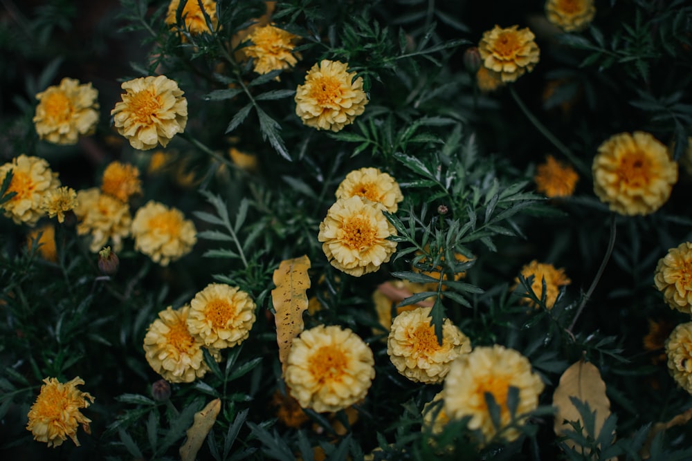 a bunch of yellow flowers with green leaves