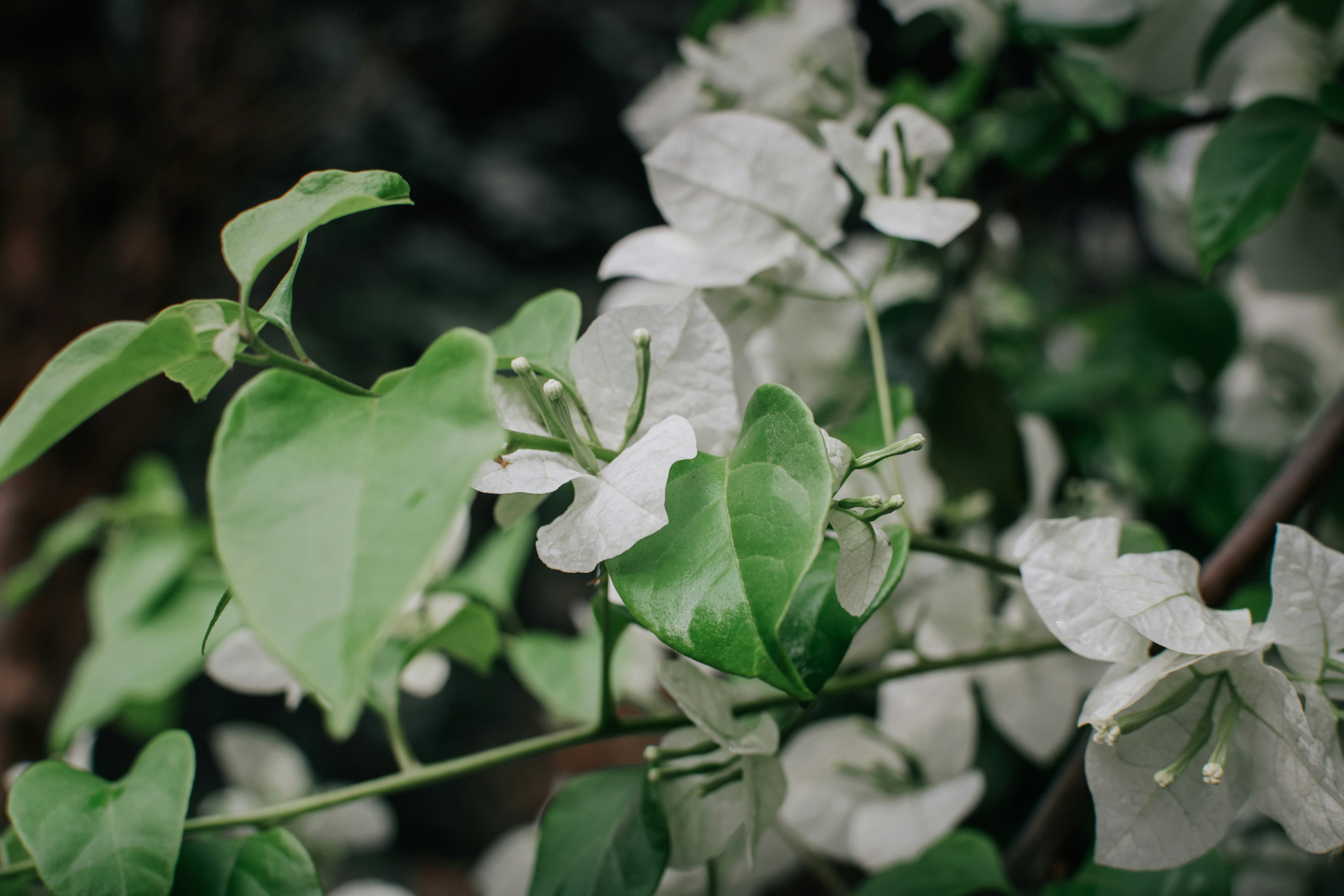 Photo by pramodtiwari