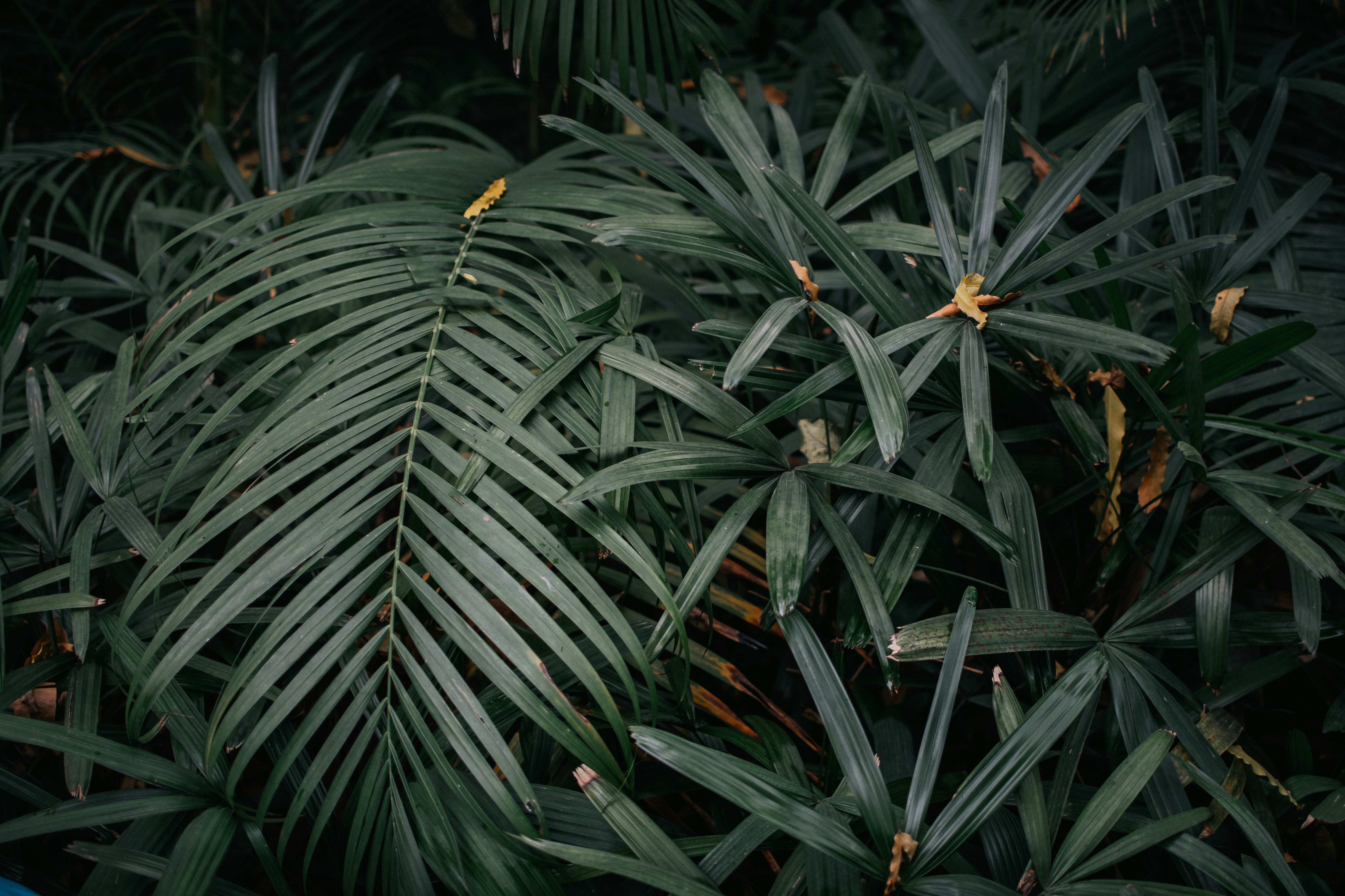 Photo by pramodtiwari