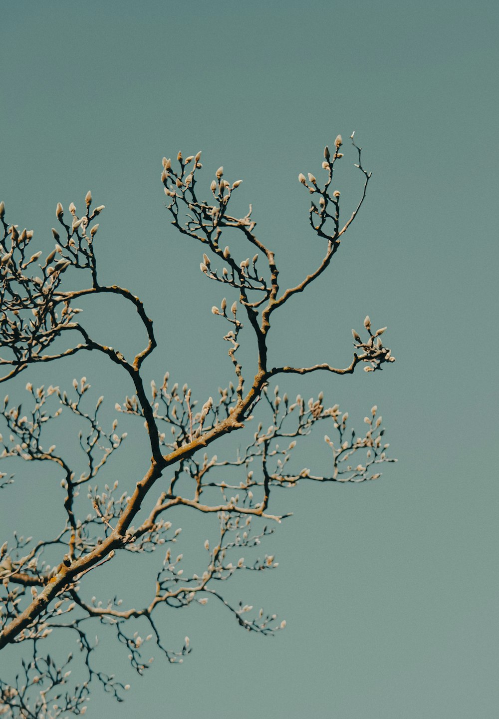 a tree branch with white flowers against a blue sky