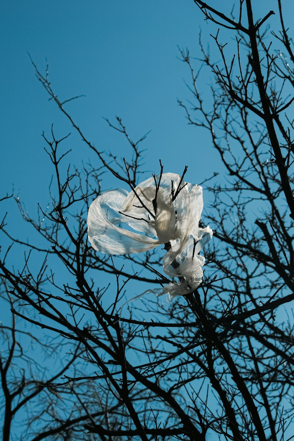 a plastic bag stuck in a tree with no leaves