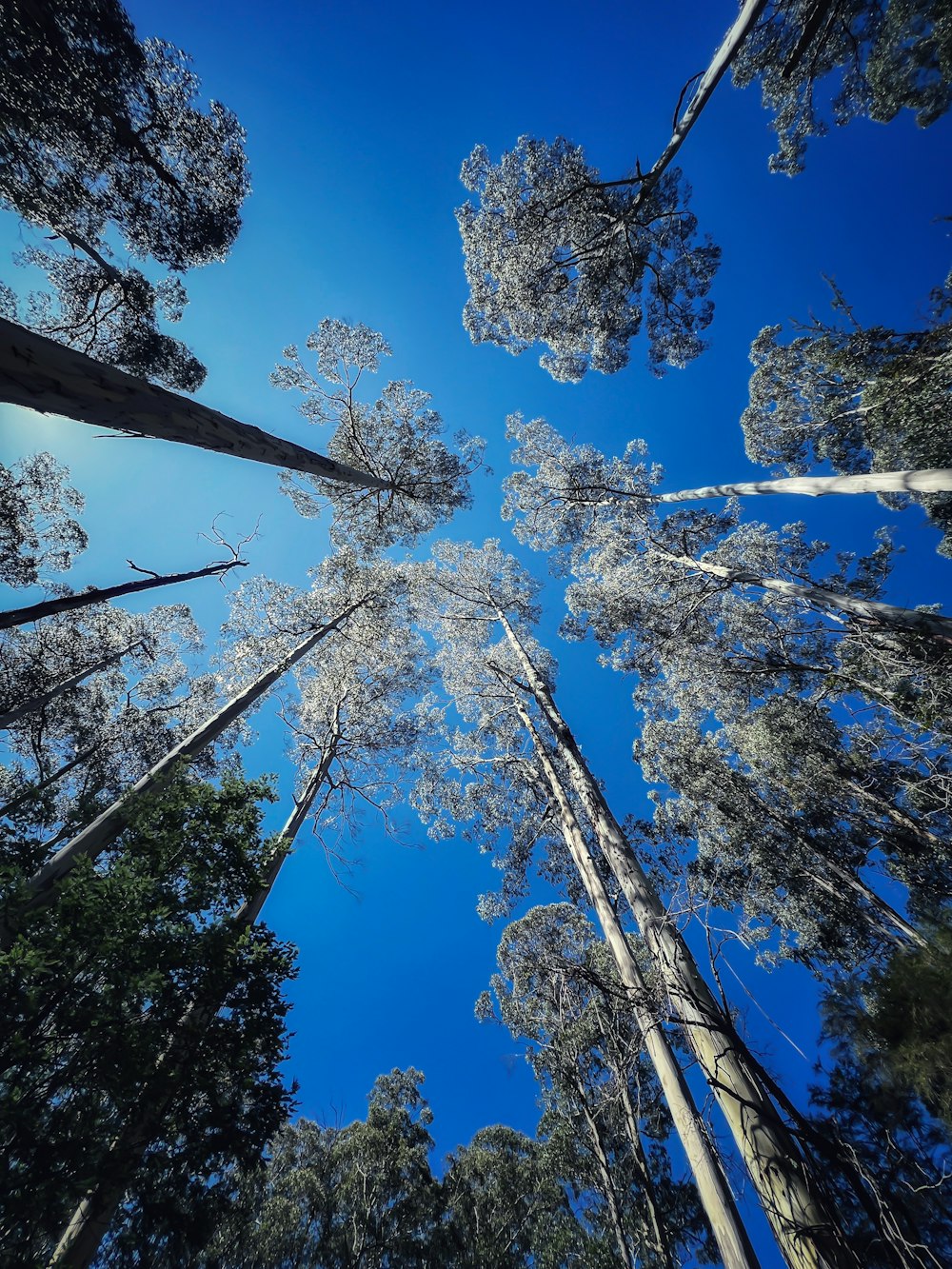 a group of tall trees standing in the middle of a forest