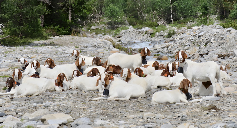 a herd of goats laying on top of a rocky field