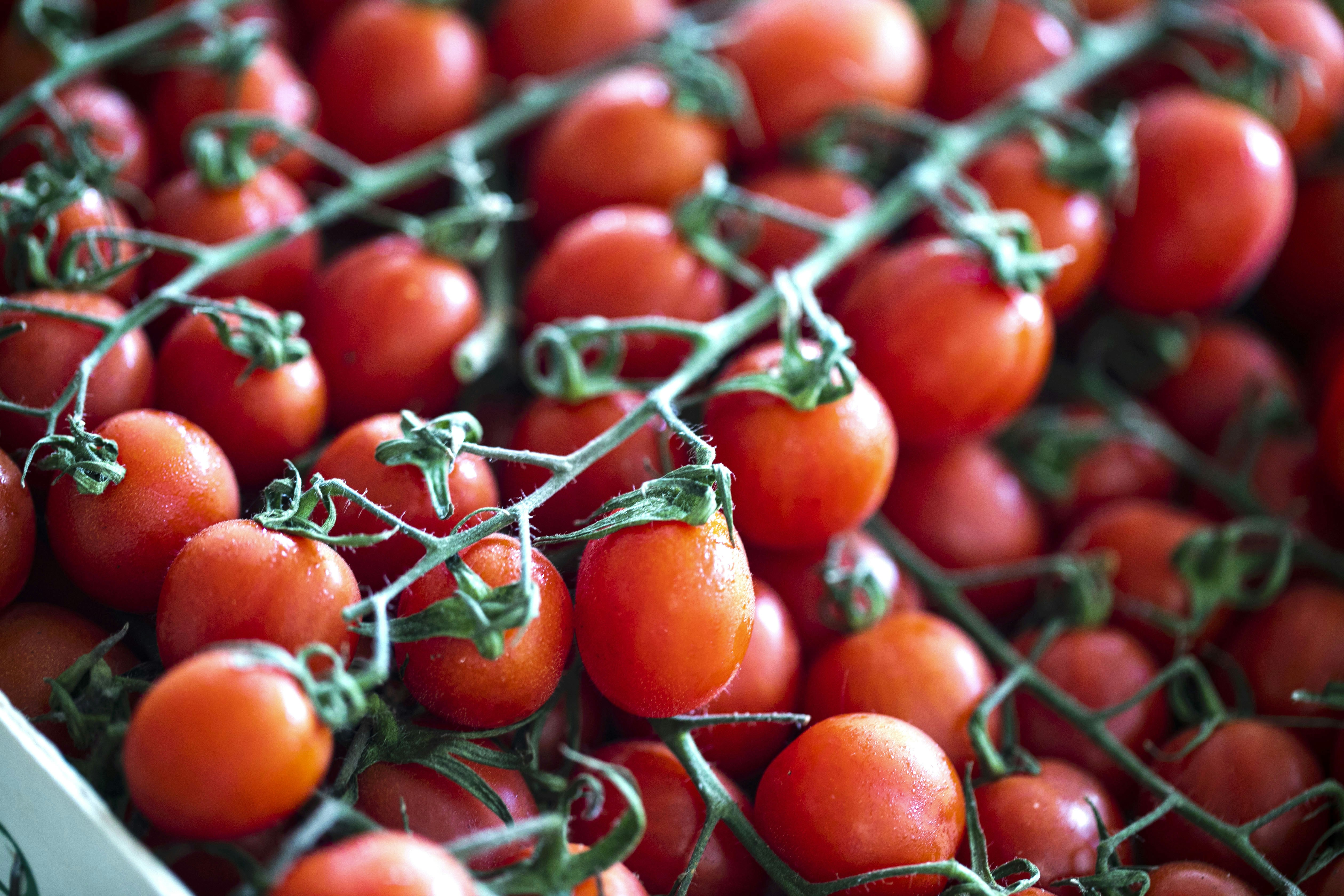 Ripe red tomatoes growing on the vine.
