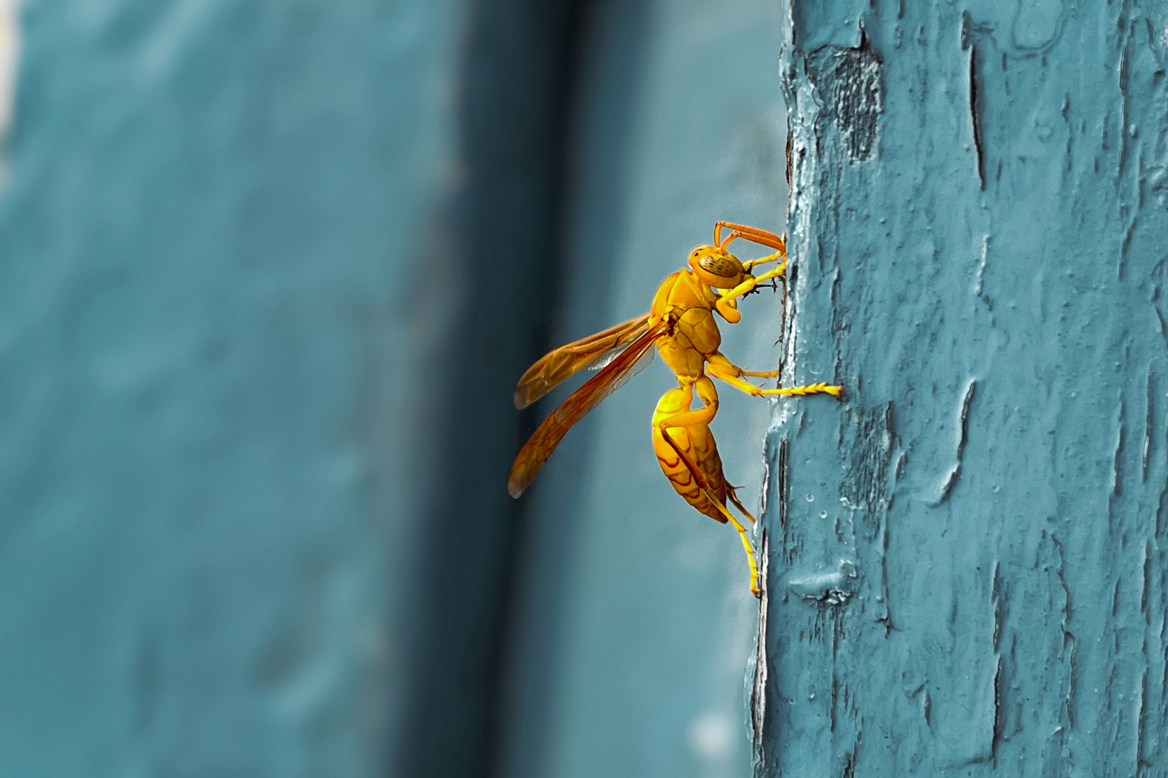 a close up of a yellow insect on a blue wall